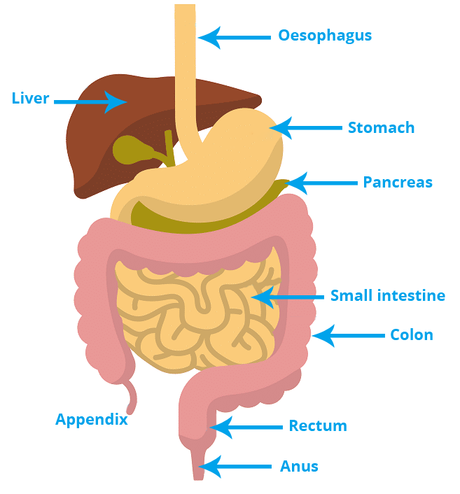 An overview of the digestive system