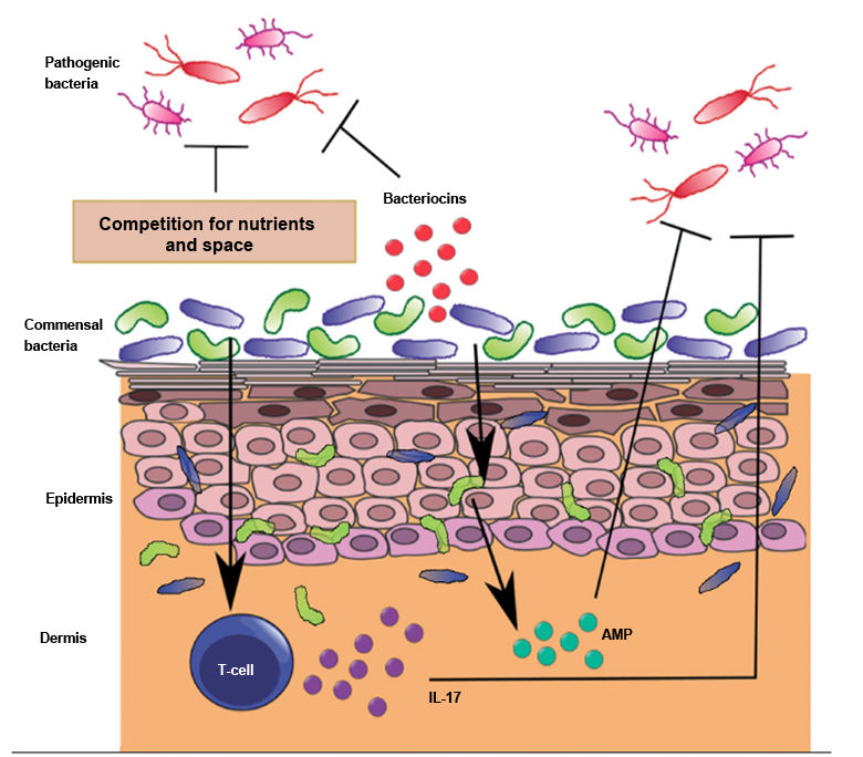 The skin microbiota | PiLeJe Micronutrition EN