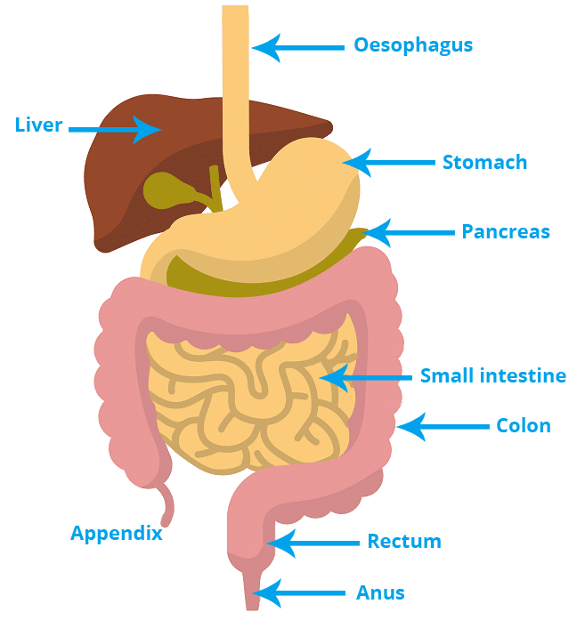 The Digestive System Overview Reading Comprehension And Diagram ...